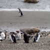 Title  Magellanic penguins, Otway Penguin Colony