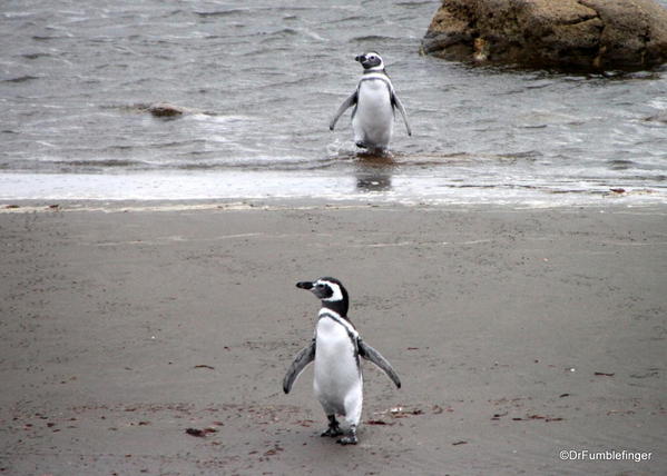 Title Magellanic penguins, Otway Penguin Colony