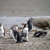 Title  Magellanic penguins, Otway Penguin Colony