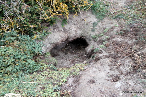 Penguin burrow, Otway Colony, Chile