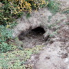 Penguin burrow, Otway Colony, Chile