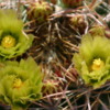 Palm Desert, California: Lovely cactus blooms