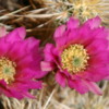 Joshua Tree National Park, California.  Cholla Cactus Gardens: Lovely cactus blooms