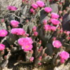 Joshua Tree National Park, California: Lovely cactus blooms