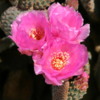 Joshua Tree National Park, California, near Arch Rock: Lovely cactus blooms
