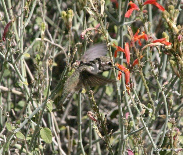 California, Spring 160. Palm Desert, Living Desert Museum. Hummingbird