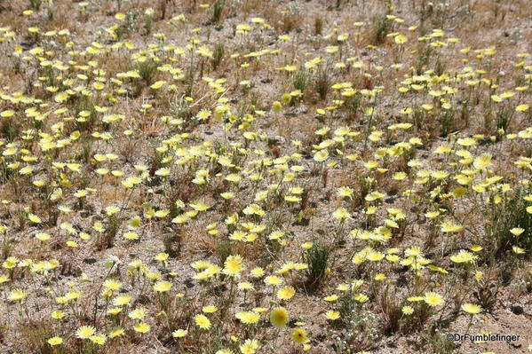 Joshua Tree National Park. A blanket of wildflowers
