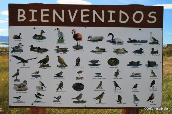 El Calafate, Argentina. Some of the birds found at the Laguna Nimez Nature Preserve
