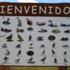 El Calafate, Argentina.  Some of the birds found at the Laguna Nimez Nature Preserve
