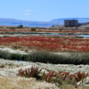 El Calafate, Argentina.  Laguna Nimez Nature Preserve
