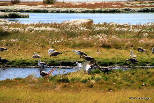 El Calafate, Argentina. Laguna Nimez Nature Preserve. Upland geese