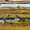 El Calafate, Argentina.  Laguna Nimez Nature Preserve.  Upland geese