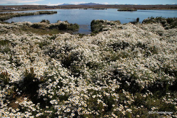 El Calafate, Argentina. Laguna Nimez Nature Preserve