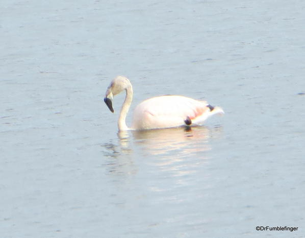 089 El Calafate Laguna Nimez Nature Preserve 2-2014 Flamingos