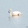 089 El Calafate Laguna Nimez Nature Preserve 2-2014 Flamingos