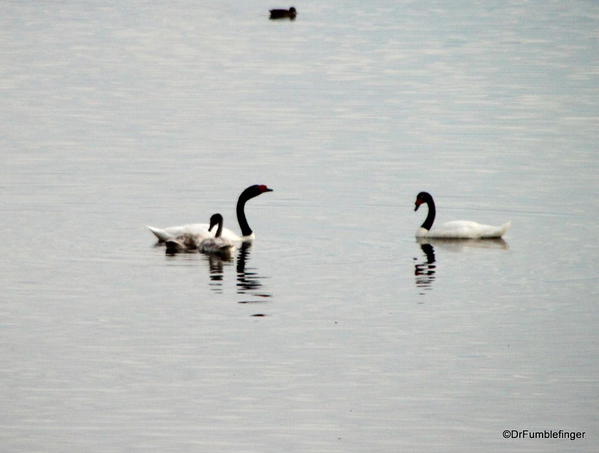 El Calafate, Argentina. Laguna Nimez Nature Preserve. Black Swans
