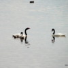 El Calafate, Argentina.  Laguna Nimez Nature Preserve.  Black Swans