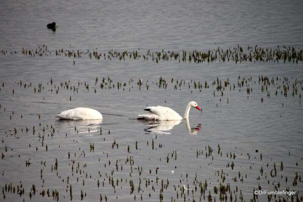 El Calafate, Argentina. Laguna Nimez Nature Preserve. Swans