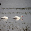 El Calafate, Argentina.  Laguna Nimez Nature Preserve.  Swans