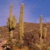 Saguaro National Park, Tucson, Arizona