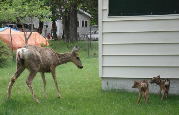 Deer and fawns, Waterton Lakes