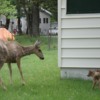 Deer and fawns, Waterton Lakes: The mother was licking the mucous from these two newborns