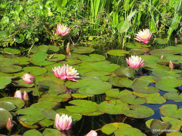 Water lilies, Mission San Juan Capistrano, California