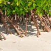 Mangroves on the coast, Cuba