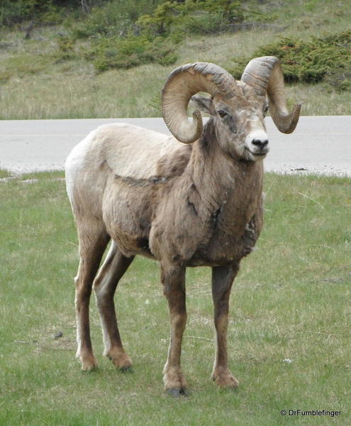 Rocky Mountain Bighorn sheep (ram), Alberta