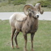 Rocky Mountain Bighorn sheep (ram), Alberta: A magnificent, healthy specimen