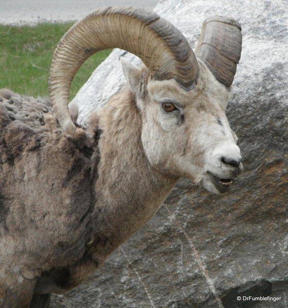 Rocky Mountain Bighorn sheep (ram), Alberta