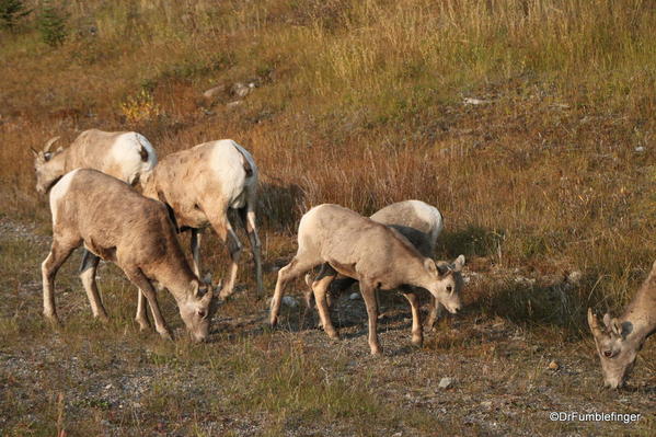 Rocky Mountain Bighorn herd (ewes), Alberta