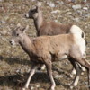 Rocky Mountain Bighorn lambs, Alberta: Like all young mammals, they like to run and play