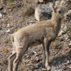 Rocky Mountain Bighorn lamb, Alberta: Incredibly cute!  It was struggling to keep up with mom