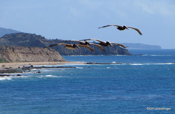 Crystal Cove State Park. Pelicans gliding by in formation