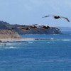Crystal Cove State Park.  Pelicans gliding by in formation: Kind of like a group of military aircraft