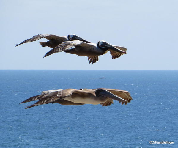 Crystal Cove State Park. Pelicans gliding by in formation