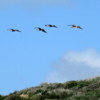 Crystal Cove State Park.  Pelicans gliding by in formation