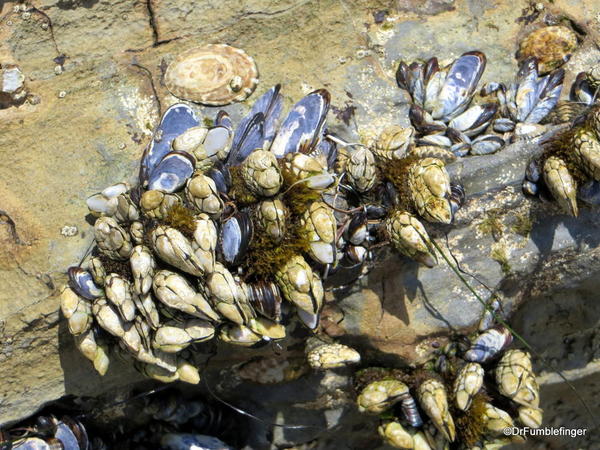 Barnacles, mussels and limpets, Crystal Cove State Park