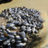 Mussels, Crystal Cove State Park