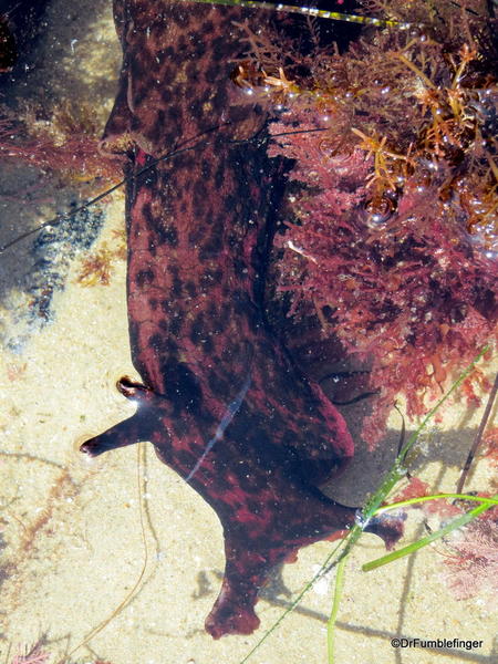 Sea hare in a tidepool, Crystal Cove State Park