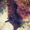 Sea hare in a tidepool, Crystal Cove State Park