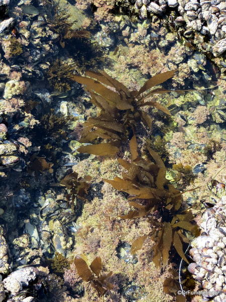 Tidepool, Crystal Cove State Park