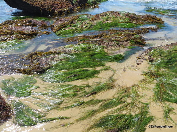 Seaweed and the tide, Crystal Cove State Park