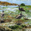 Sandpipers, Crystal Cove State Park