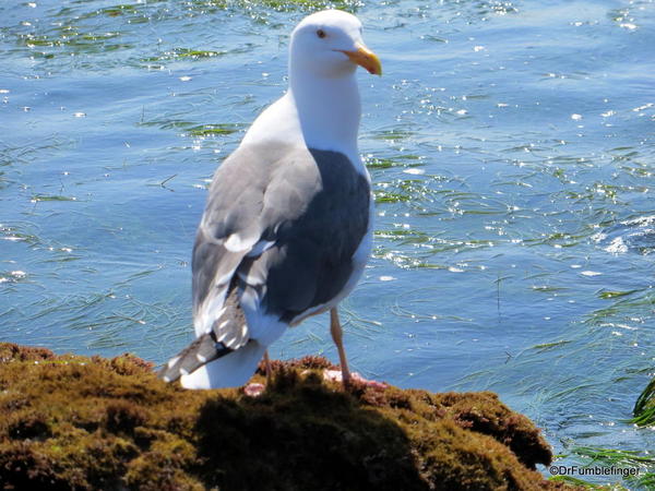 Sea Gull, Crystal Cove State Park