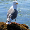Sea Gull, Crystal Cove State Park