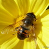 Bee, Wildflower