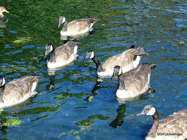 Canada geese, Assiniboine Park Duck Pond, Winnipeg