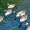 Canada geese, Assiniboine Park Duck Pond, Winnipeg
